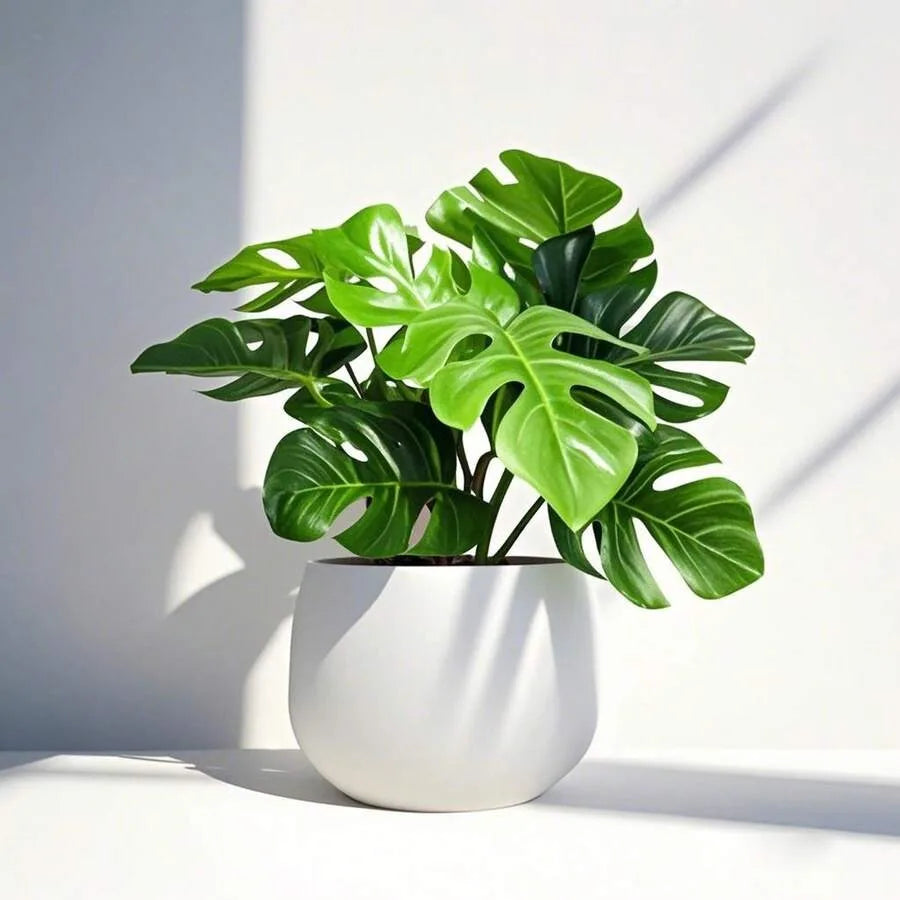 realistic artificial indoor monstera plant